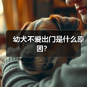 幼犬不爱出门是什么原因？（图2）