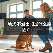 幼犬不爱出门是什么原因？（图1）