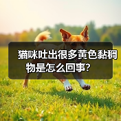 猫咪吐出很多黄色黏稠物是怎么回事？（图4）