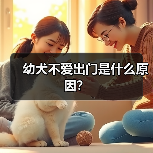 幼犬不爱出门是什么原因？（图4）