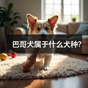 巴哥犬属于什么犬种？（图2）