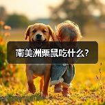 南美洲栗鼠吃什么？（图3）