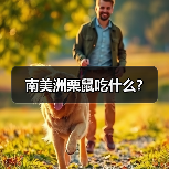 南美洲栗鼠吃什么？（图4）