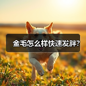 金毛怎么样快速发胖?(图2) 金毛怎么样快速发胖?(图2)