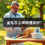 金毛怎么样快速发胖?(图4) 金毛怎么样快速发胖?(图4)