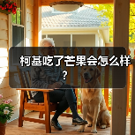 柯基吃了芒果会怎么样？（图1）