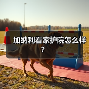 加纳利看家护院怎么样？（图4）