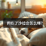 狗吃了沙拉会怎么样？（图1）
