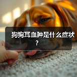 狗狗耳血肿是什么症状？（图2）