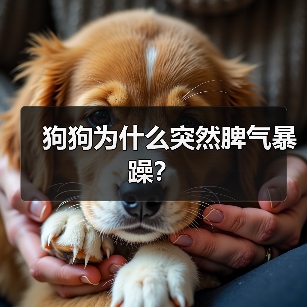 狗狗为什么突然脾气暴躁？（图3）