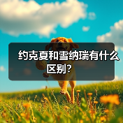 约克夏和雪纳瑞有什么区别？