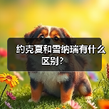 约克夏和雪纳瑞有什么区别？（图4）