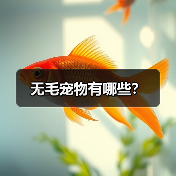 无毛宠物有哪些？（图2）