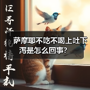 萨摩耶不吃不喝上吐下泻是怎么回事？（图4）