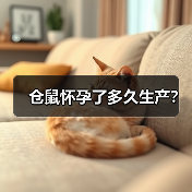 仓鼠怀孕了多久生产？（图4）
