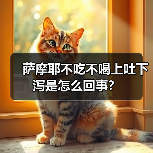 萨摩耶不吃不喝上吐下泻是怎么回事？（图3）