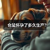 仓鼠怀孕了多久生产？（图2）