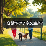 仓鼠怀孕了多久生产？（图3）