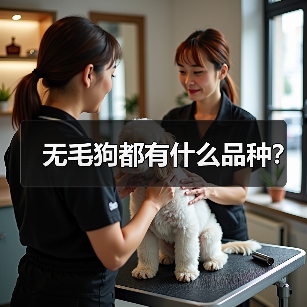 无毛狗都有什么品种？