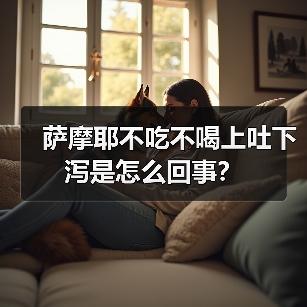 萨摩耶不吃不喝上吐下泻是怎么回事？（图2）