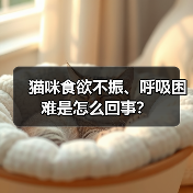 猫咪食欲不振、呼吸困难是怎么回事？