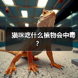 猫咪吃什么植物会中毒？（图4）