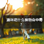 猫咪吃什么植物会中毒？（图2）