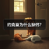 约克夏为什么缺钙？（图4）