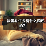 法国斗牛犬有什么颜色的？（图3）