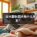 柴犬跟秋田犬有什么关系？（图4）