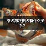 柴犬跟秋田犬有什么关系？（图2）