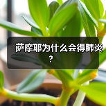 萨摩耶为什么会得肺炎？（图2）