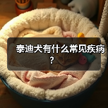 泰迪犬有什么常见疾病？（图1）