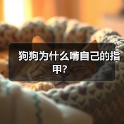 狗狗为什么啃自己的指甲？（图1）