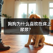 狗狗为什么喜欢在床上尿尿？（图3）
