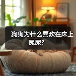 狗狗为什么喜欢在床上尿尿？（图4）