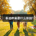 泰迪体臭是什么原因？（图1）