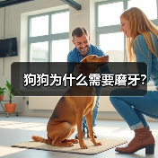 狗狗为什么需要磨牙？（图4）