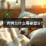 狗狗为什么需要磨牙？（图3）