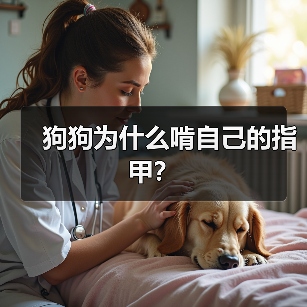 狗狗为什么啃自己的指甲？（图3）