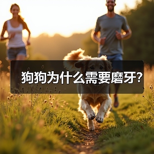 狗狗为什么需要磨牙？（图1）