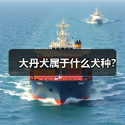 大丹犬：高大优雅的伴侣犬
