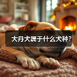 大丹犬属于什么犬种？（图2）