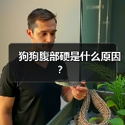 狗狗腹部硬是什么原因？（图2）