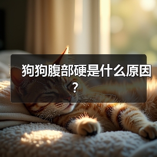 狗狗腹部硬是什么原因？（图1）