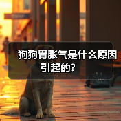 狗狗胃胀气是什么原因引起的？（图3）