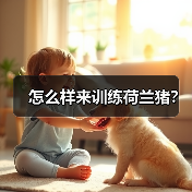 怎么样来训练荷兰猪？（图2）