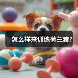 荷兰猪训练技巧：耐心与正向鼓励的方法