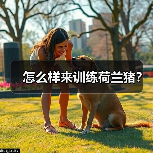 怎么样来训练荷兰猪？（图4）
