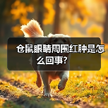 仓鼠眼睛周围红肿是怎么回事？（图4）